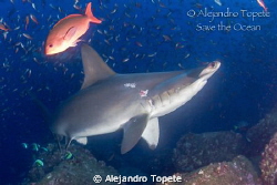 Tiburon Martillo, Galapagos Ecuador
Canon 7D, 15 mm, 2 s... by Alejandro Topete 